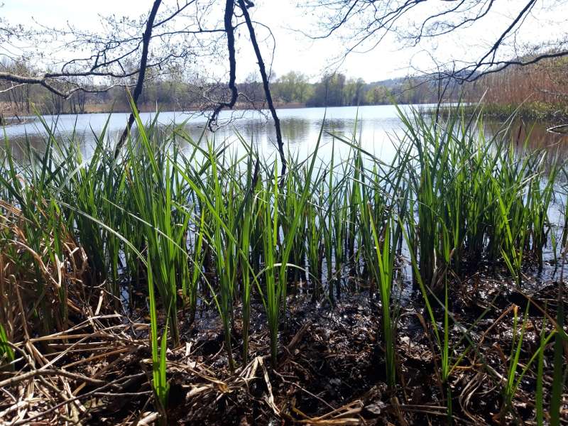 OT Saint-Avold Coeur de Moselle  Le sentier du marais - étang de l'Escherbruch