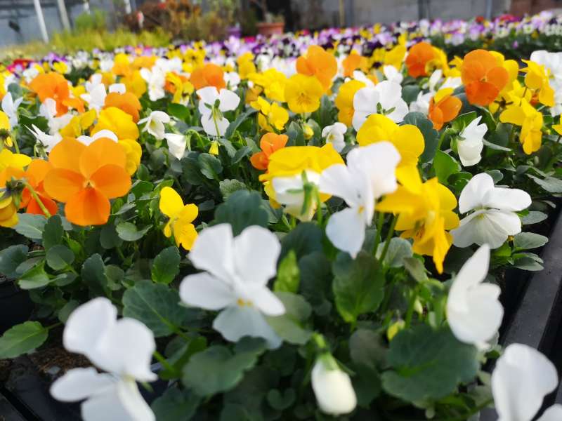 Horticulture Litzenburger  Horticulture litzenburger