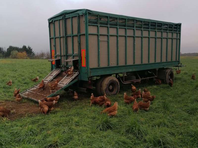 Rébecca Schmitt Rébecca et ses Poulettes - Ferme Gilles Juncker