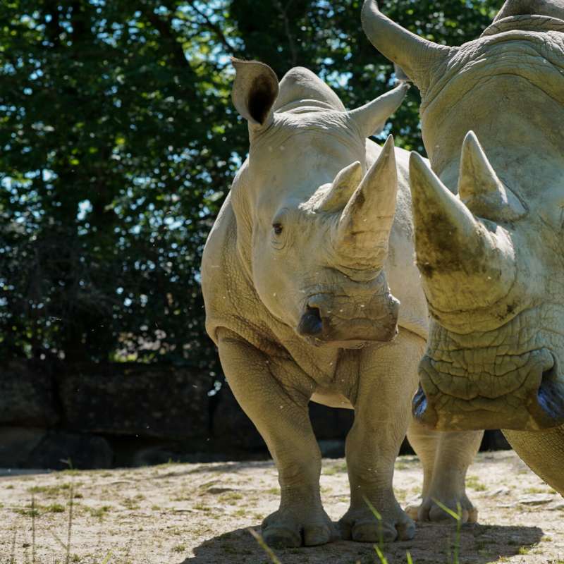 Zoo d'Amnéville Zoo d'Amnéville