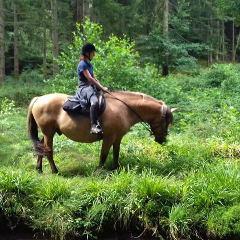 Les Balzanes Ferme équestre des Balzanes