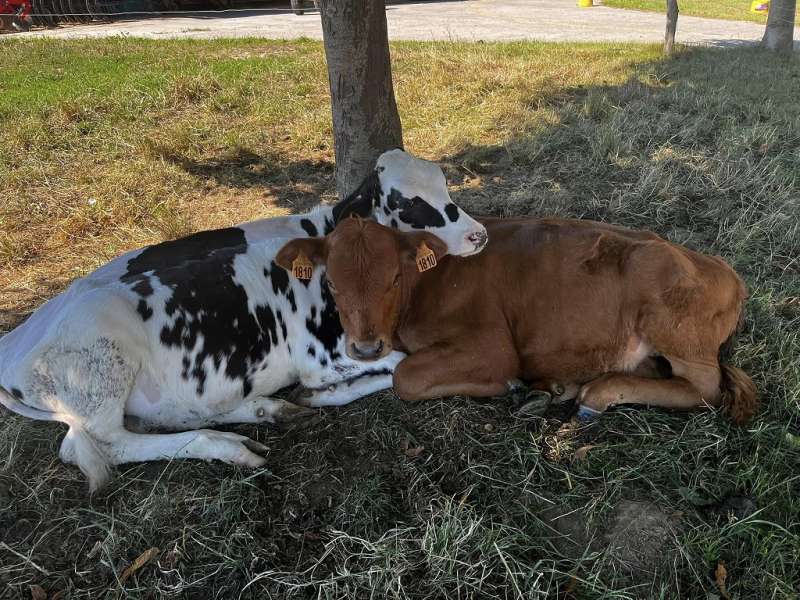 FERME PÉDAGOGIQUE DE ZELLEN à PETIT TENQUIN Moselle Attractivite