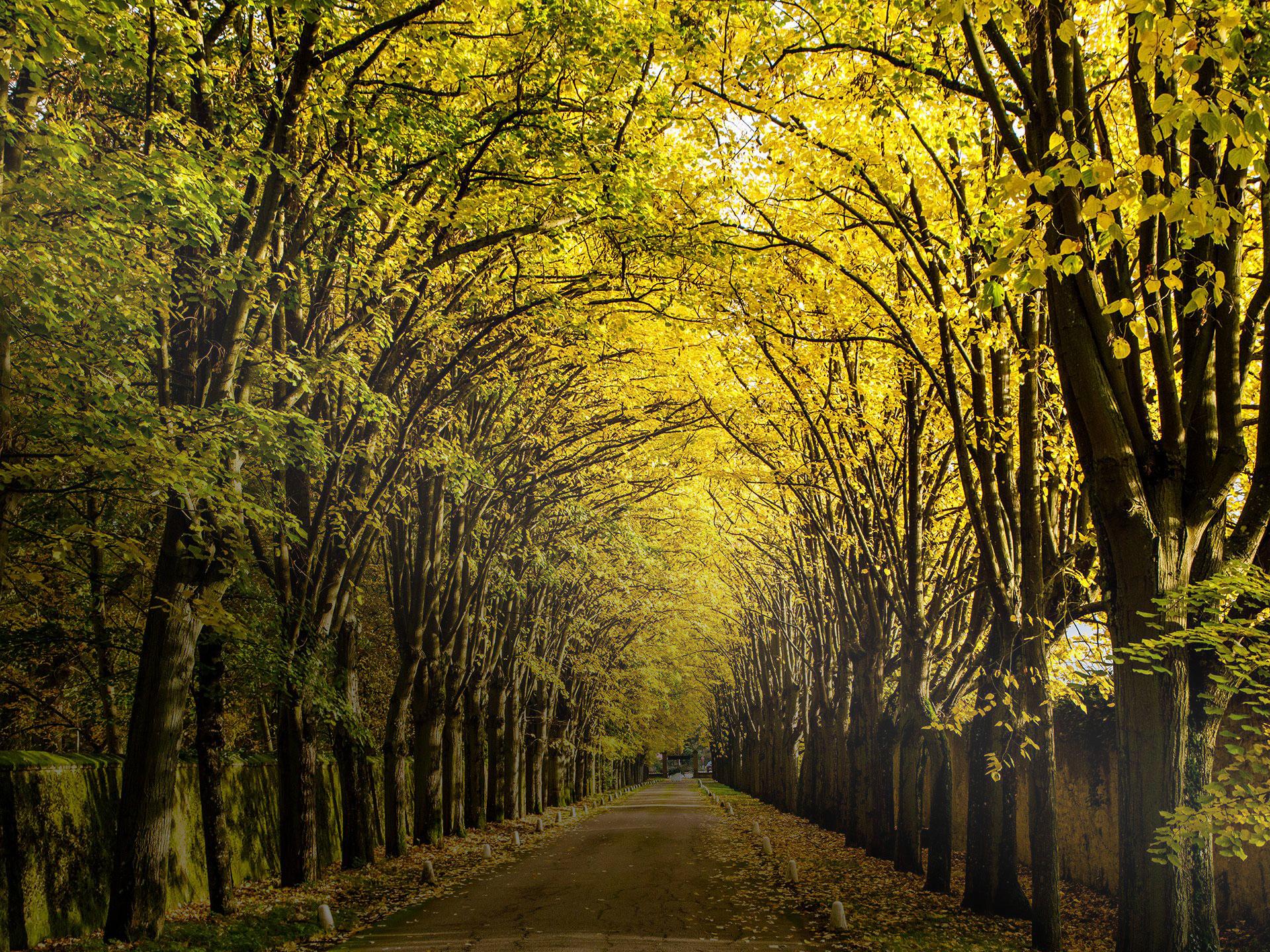 Allée automne