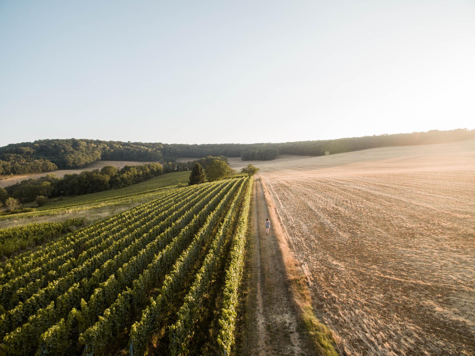 vignes