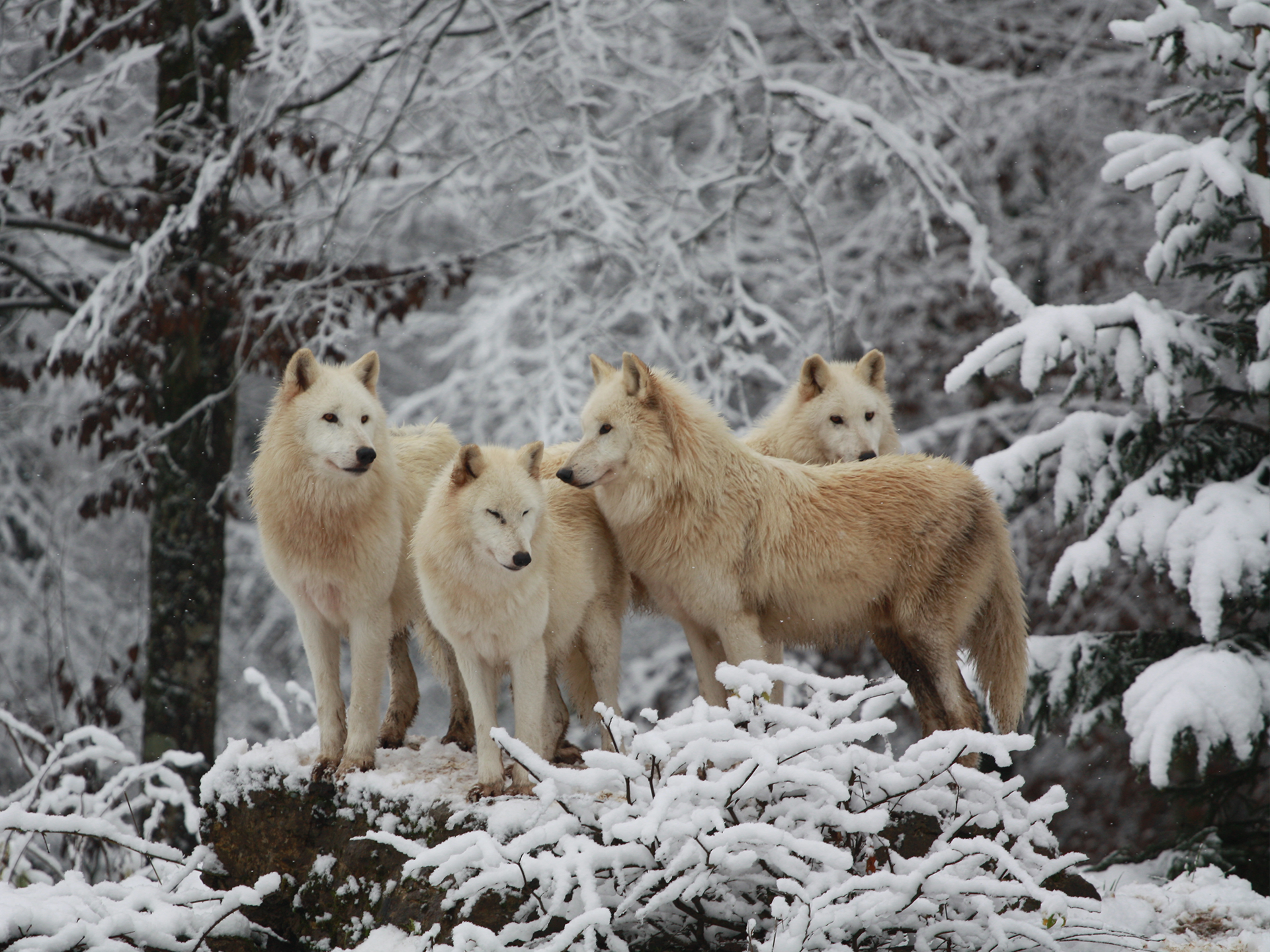 Loups blancs - Ste Croix ©alexandra kruch