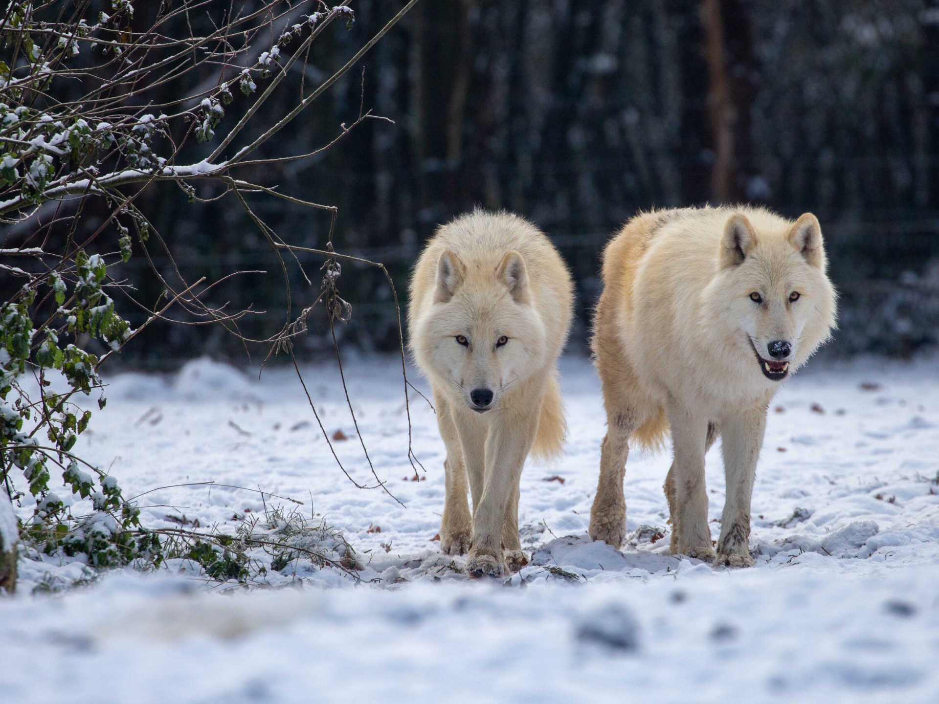 Loups blanc