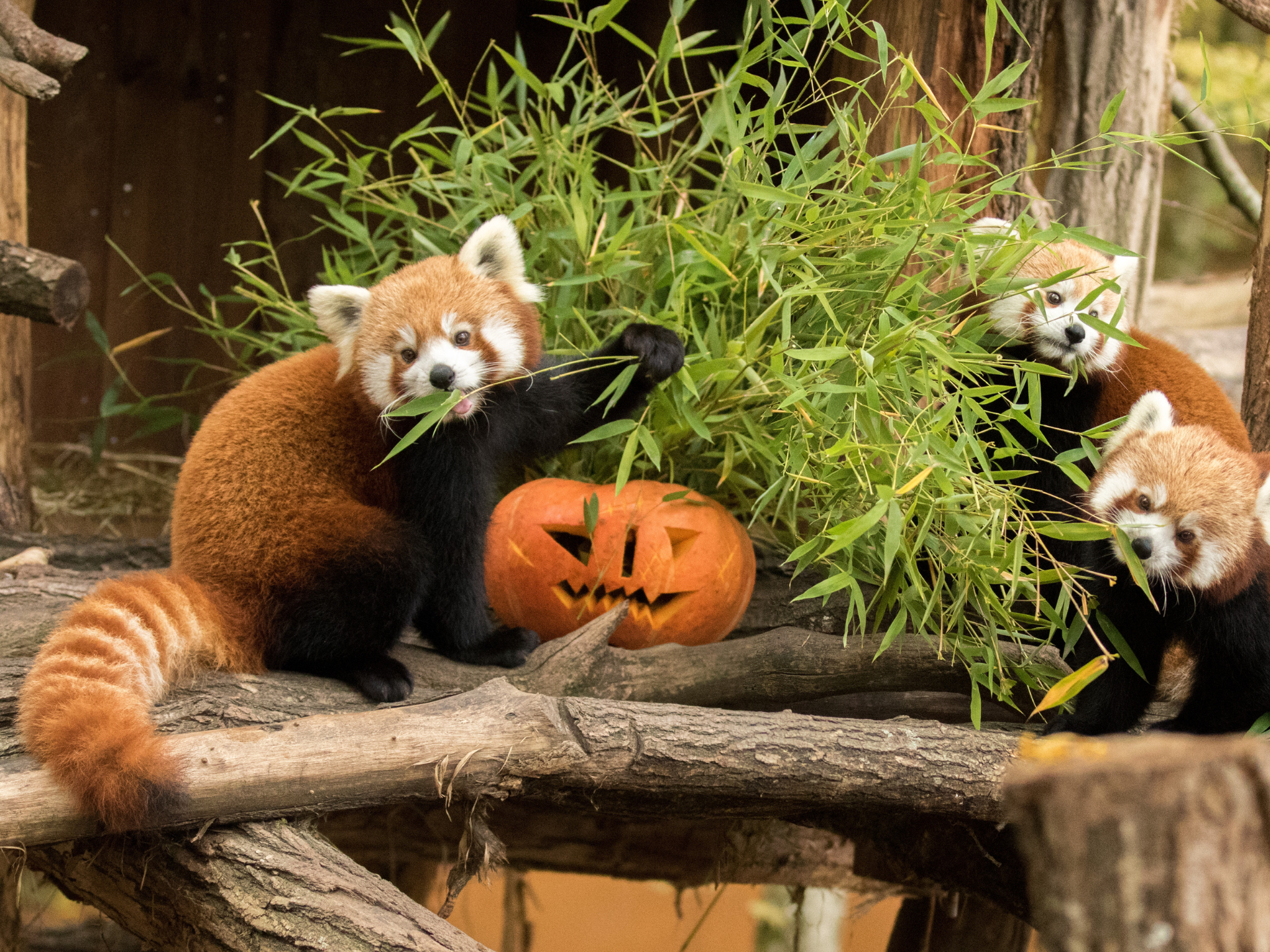 Parc animalier de Sainte-Croix