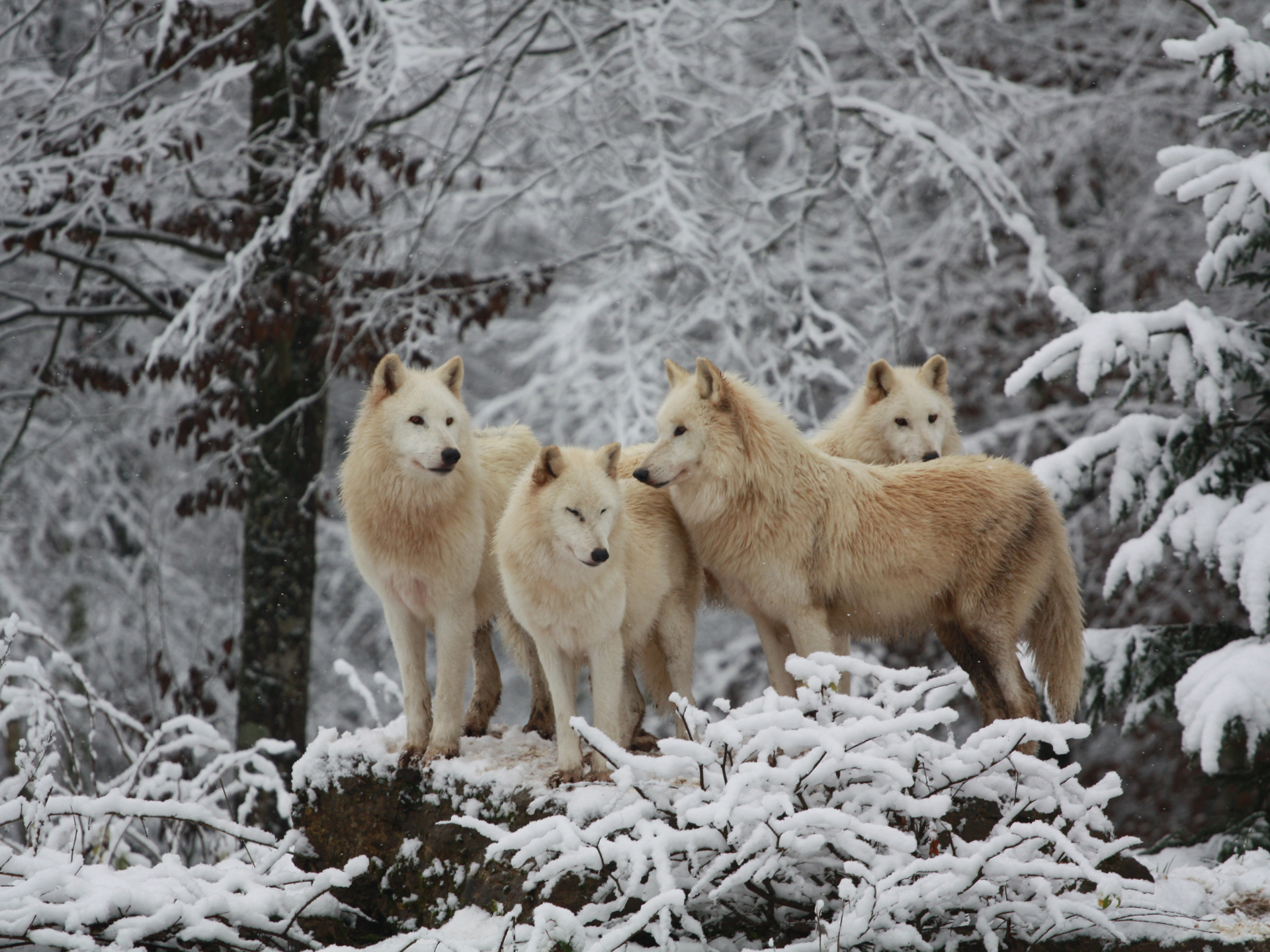 des loups blancs au parc animalier de sainte croix