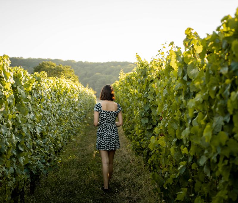 vignes marieulles