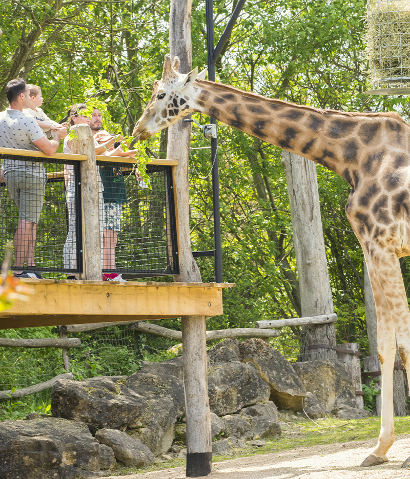 Girafe/Zoo-Adrien Farese