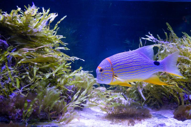 Aquarium Amnéville