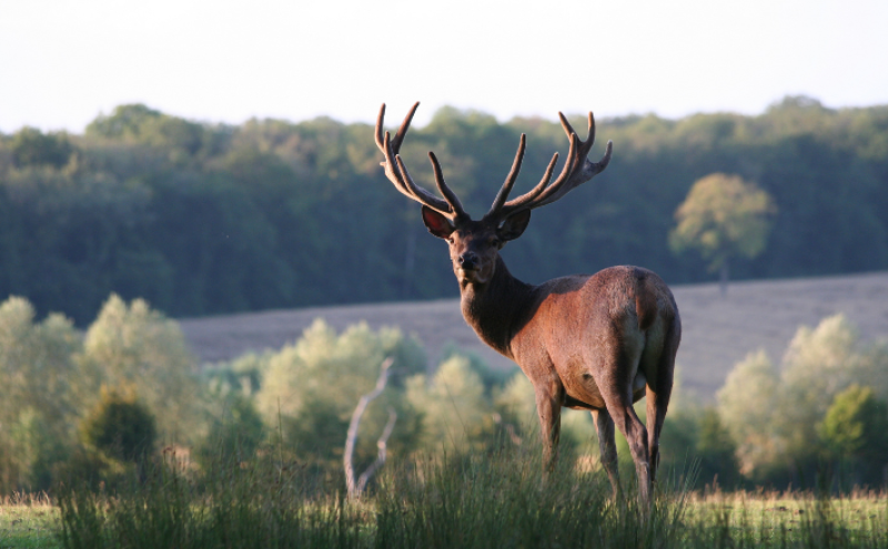 Parc animalier de Sainte-Croix