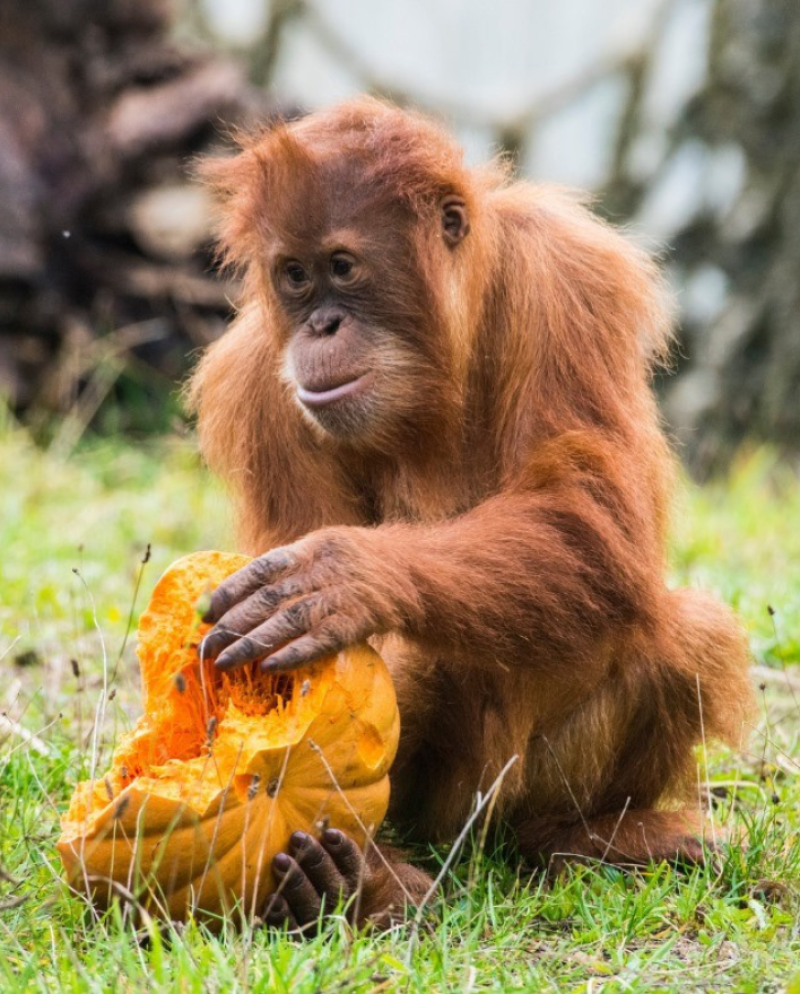 Zoo d'Amnéville