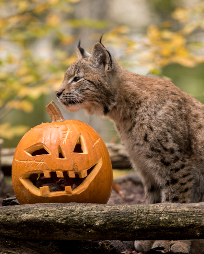 Parc animalier de Sainte-Croix
