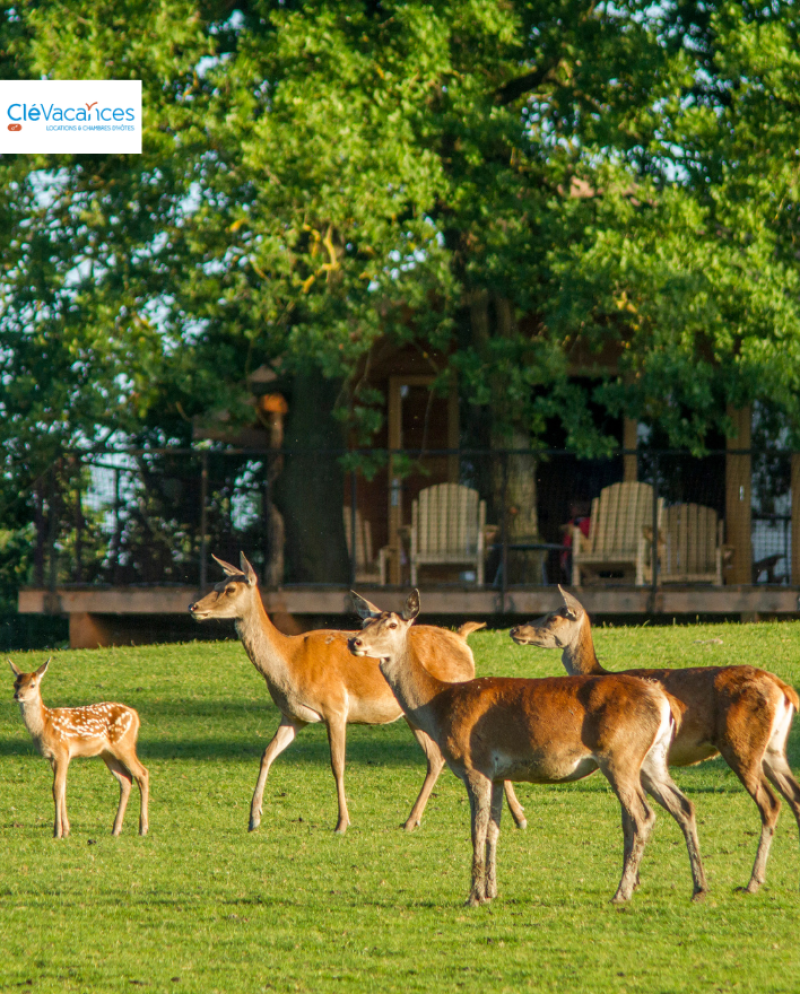 Lodges des cerfs