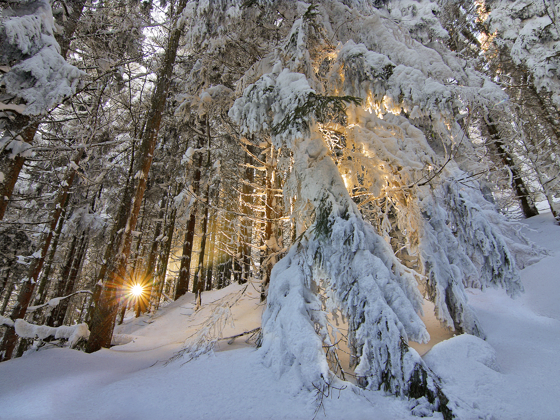 Saint Quirin - Sapins - C. Rouschmeyer