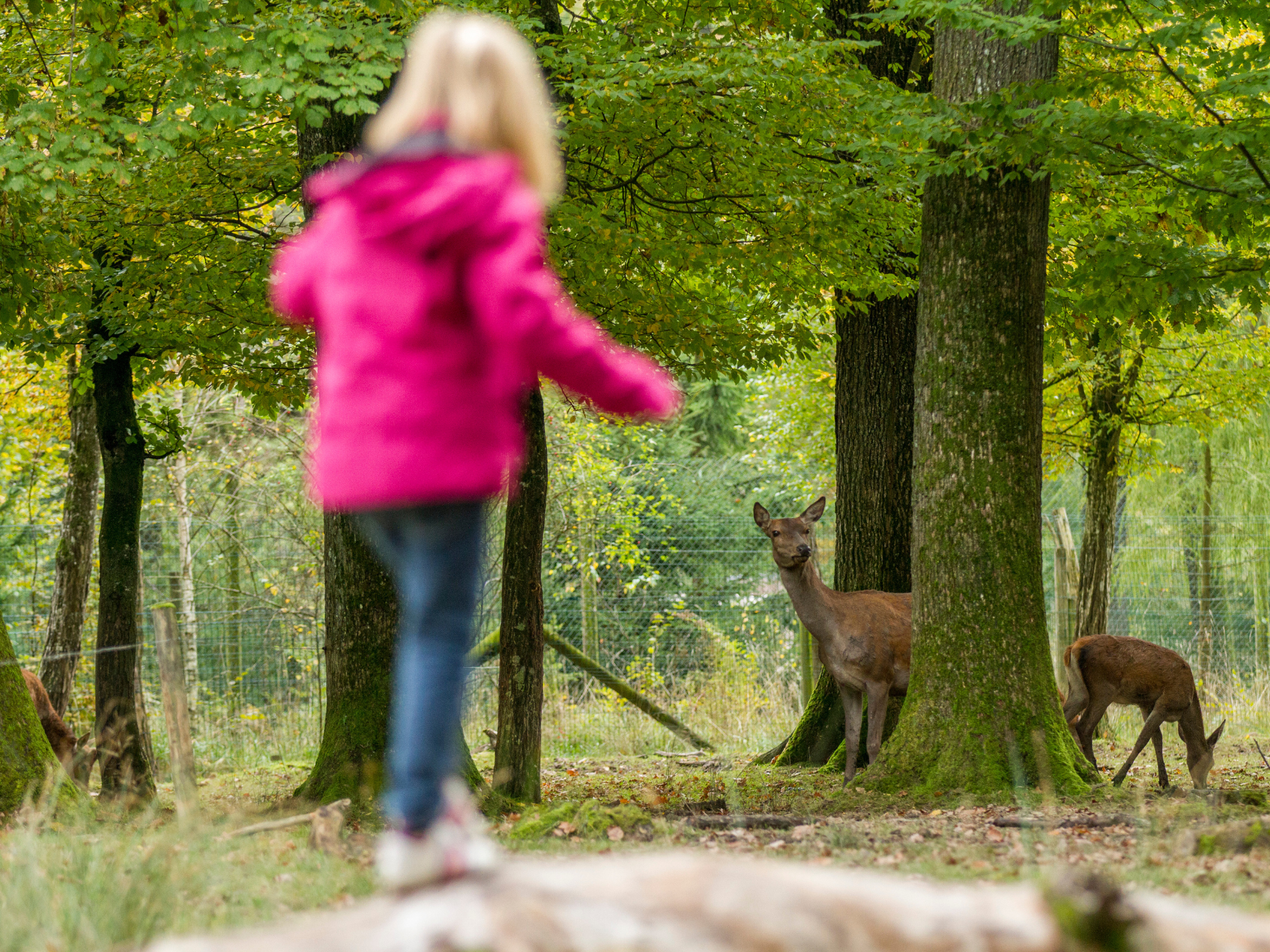 Parc animalier St croix-Morgane Bricard