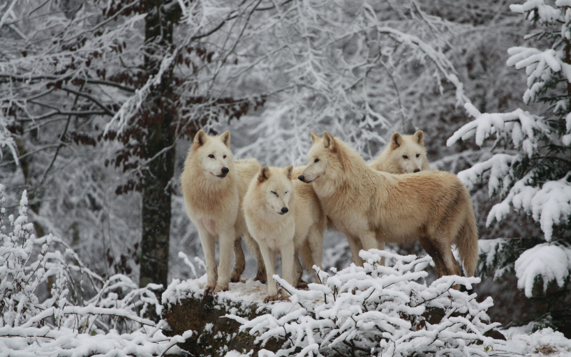 Loups Blancs Sainte Croix