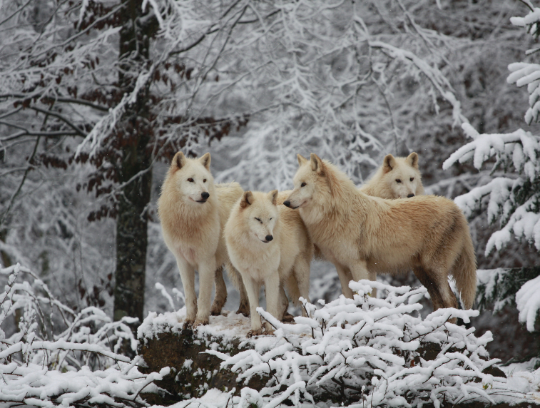 Parc Sainte Croix loups blanc