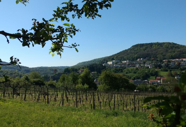 Domaine du Stromberg