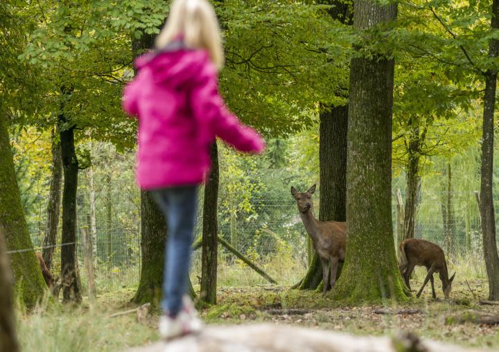 Parc animalier St croix - Morgane Bricard