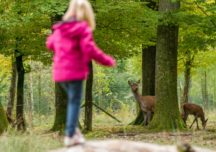 Parc animalier St croix-Morgane Bricard
