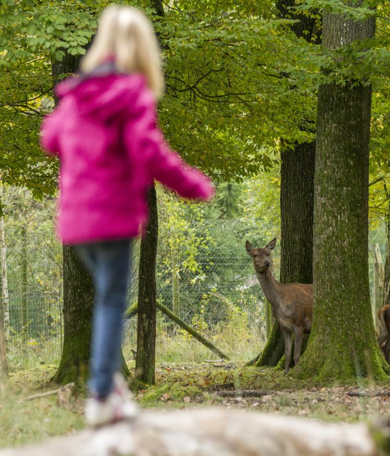 Parc animalier St croix - Morgane Bricard