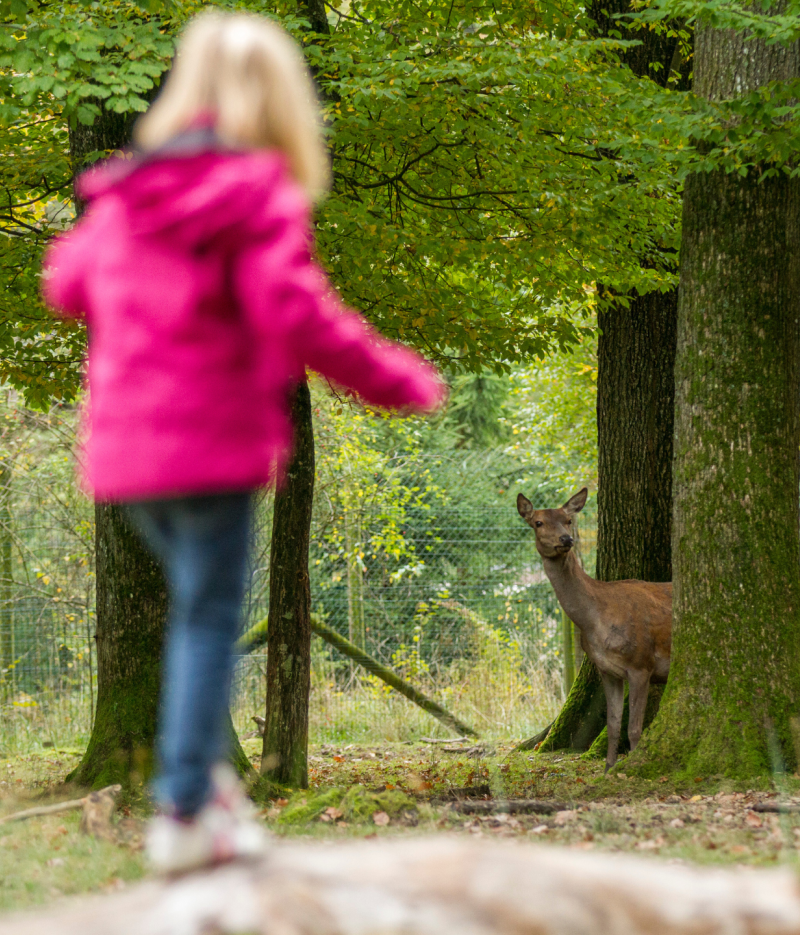 Parc animalier St croix-Morgane Bricard