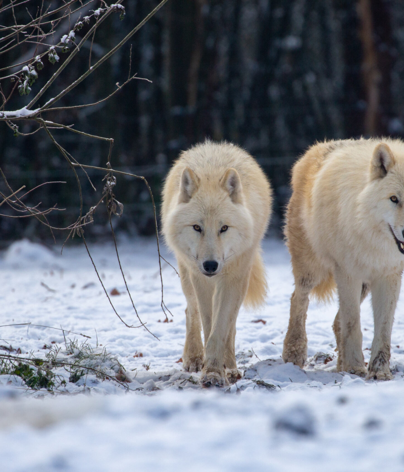 Loups blanc