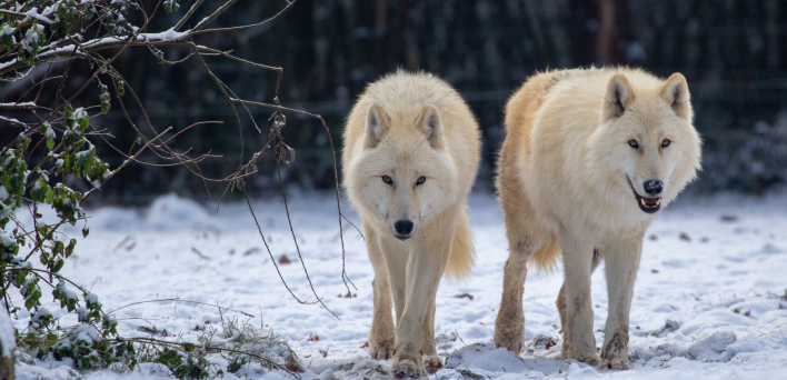 Loups blanc