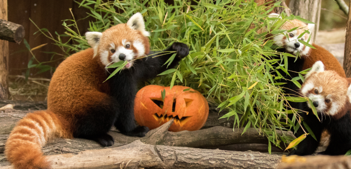 Parc animalier de Sainte-Croix