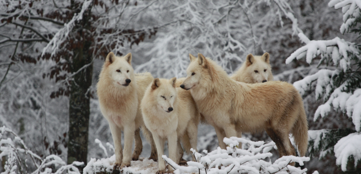 des loups blancs au parc animalier de sainte croix
