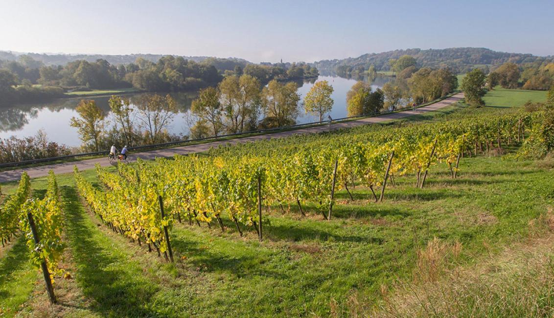 Domaine Sontag