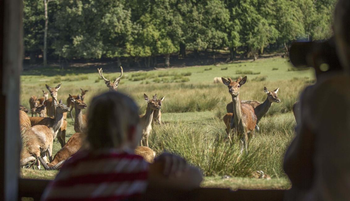 Parc Animalier de Sainte-Croix