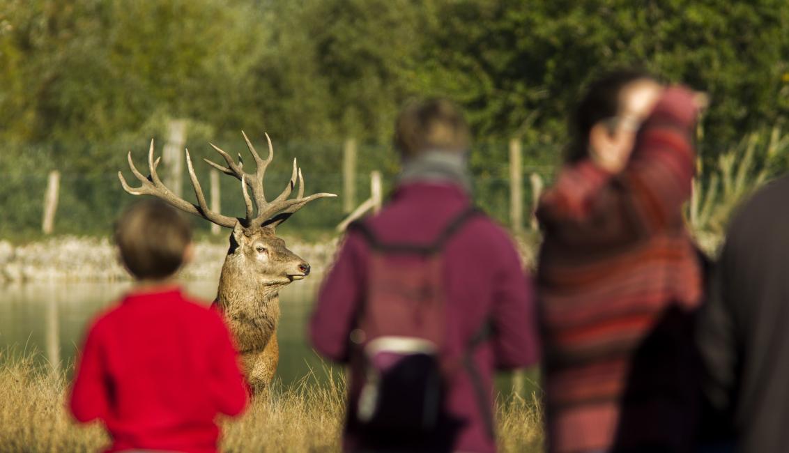 Parc Animalier de Sainte-Croix