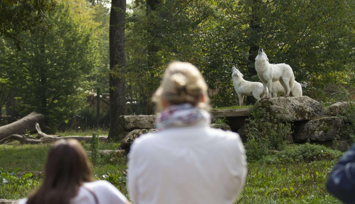 Parc Animalier de Sainte-Croix