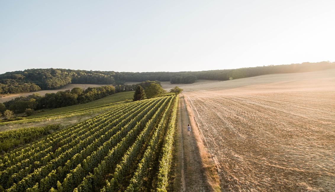 Vignes Marieulles SMichel