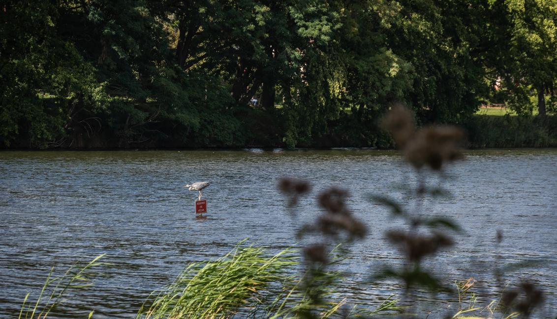Lac de Creutzwald