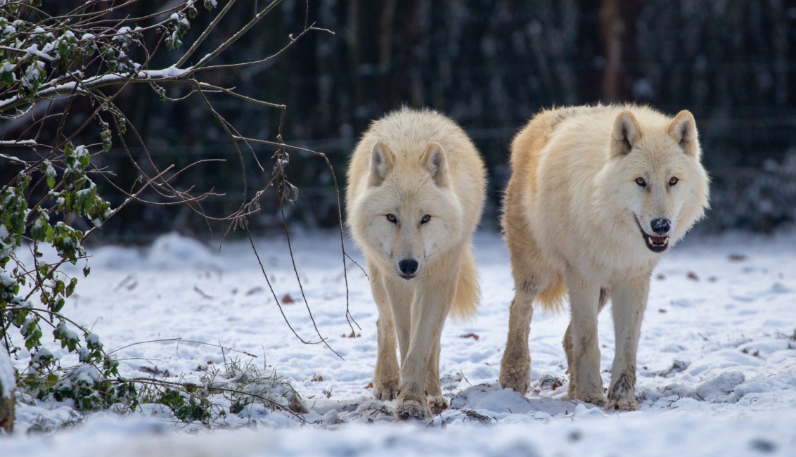 Loups blanc