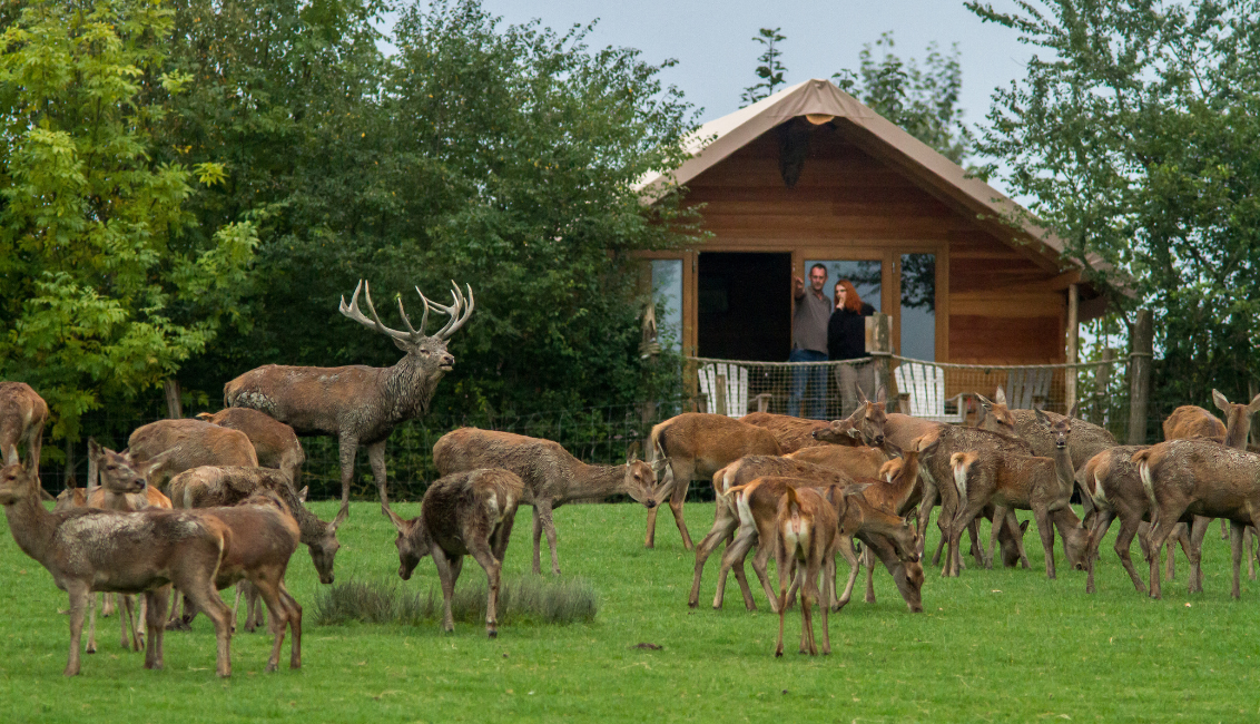Parc animalier de Saint-Croix