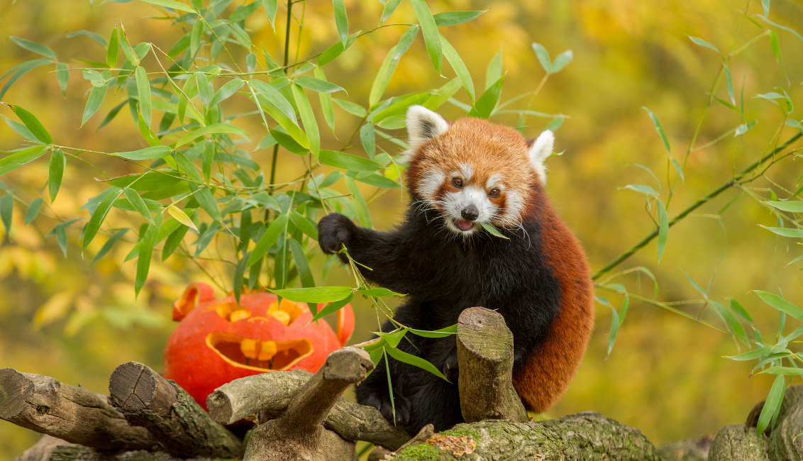 Parc animalier de Saint-Croix