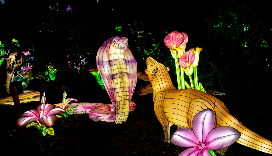 Luminescences 2024