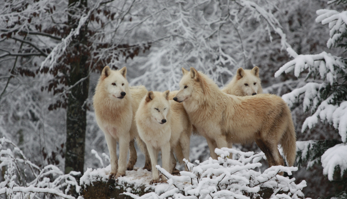 des loups blancs au parc animalier de sainte croix