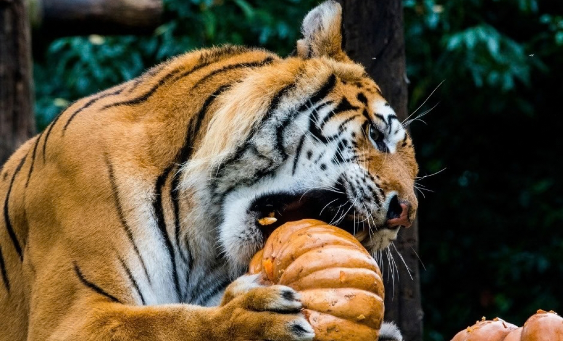 un tigre qui mange une citrouille