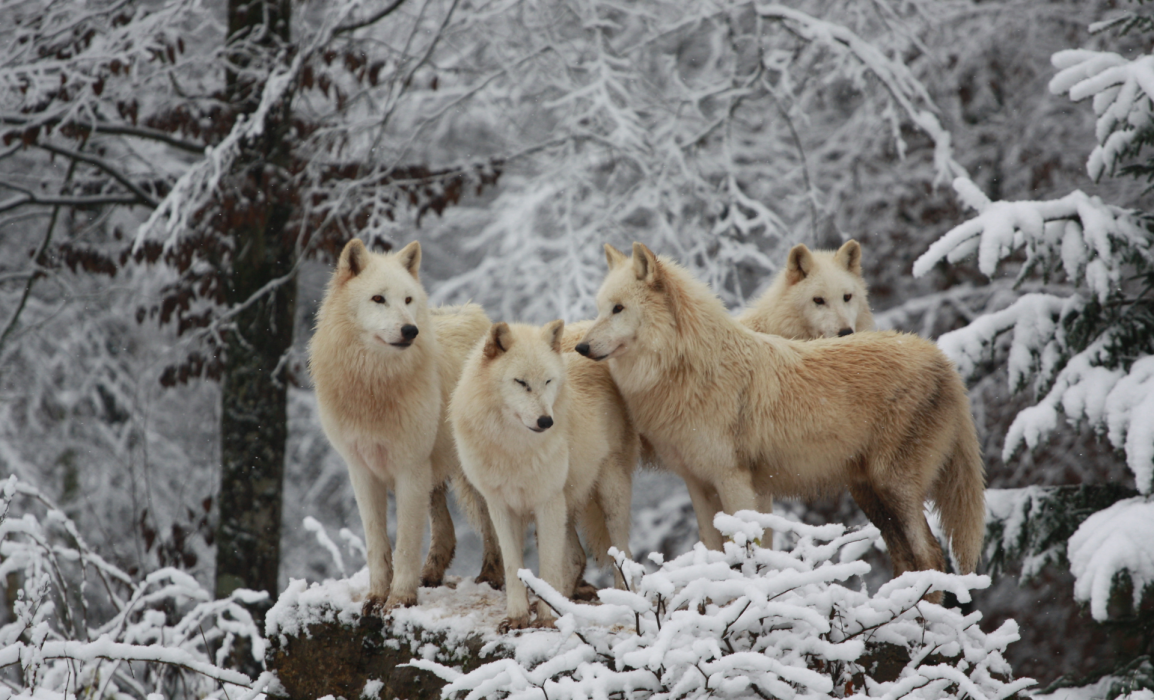 des loups blancs au parc animalier de sainte croix