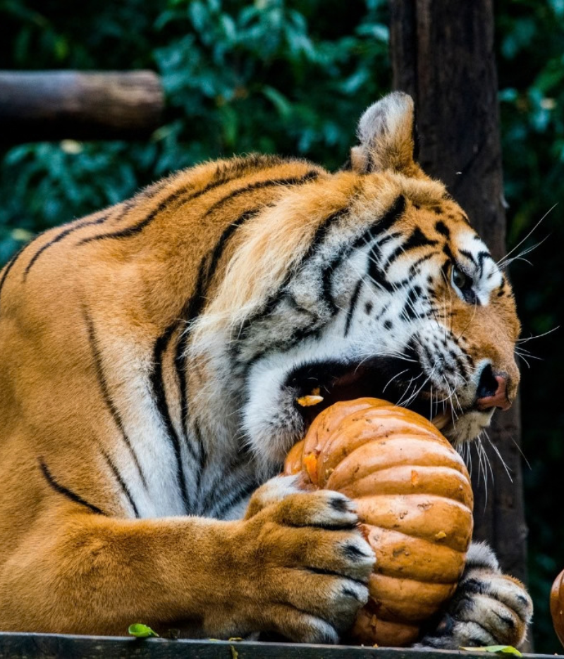 Tigre qui mange une citrouille